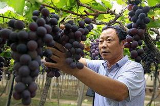 西昌的瓜最新爆料,揭秘最新瓜种传奇  第2张