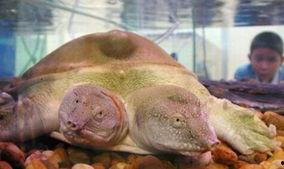 鳖版acr最新爆料,揭秘游戏内幕与未来动向  第2张